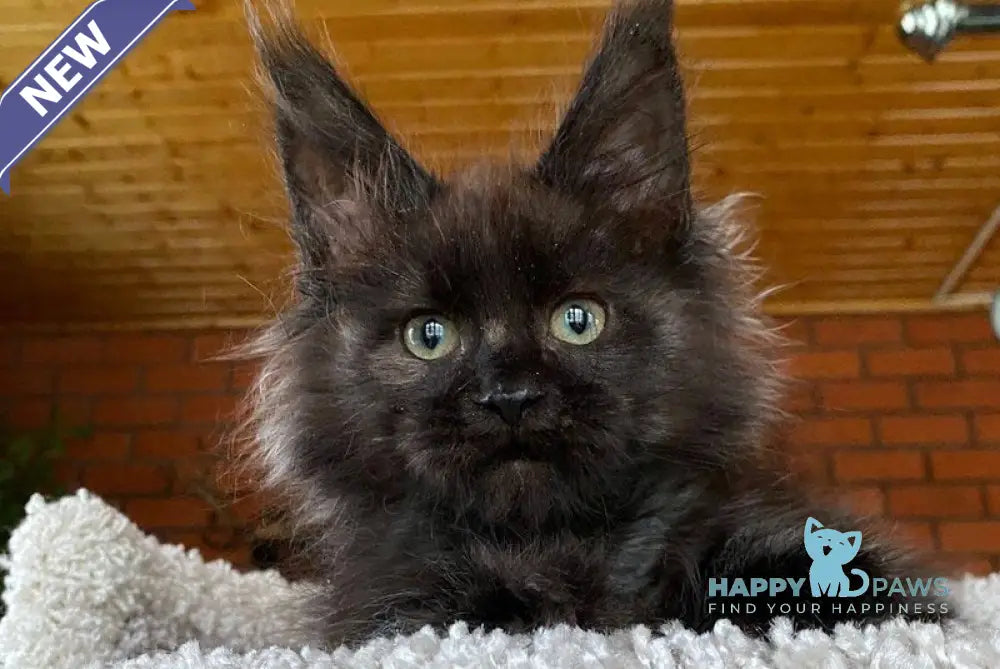 Madam Broshkina Maine Coon female black tortie live animals