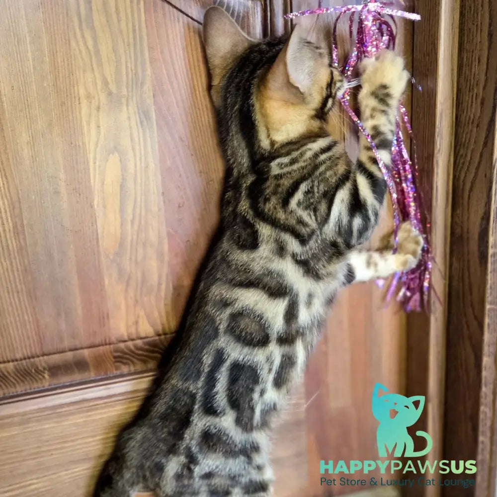 Madison Bengal male black spotted tabby - live animals