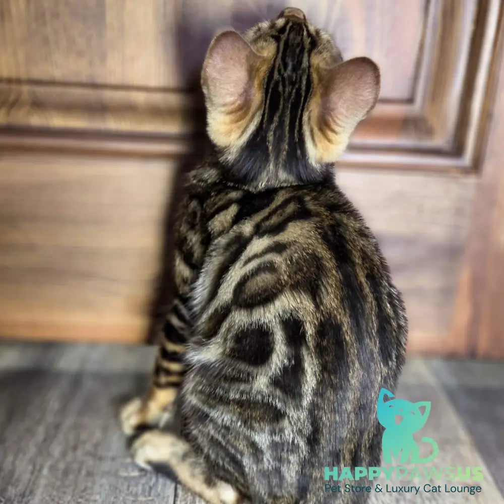 Madison Bengal male black spotted tabby - live animals