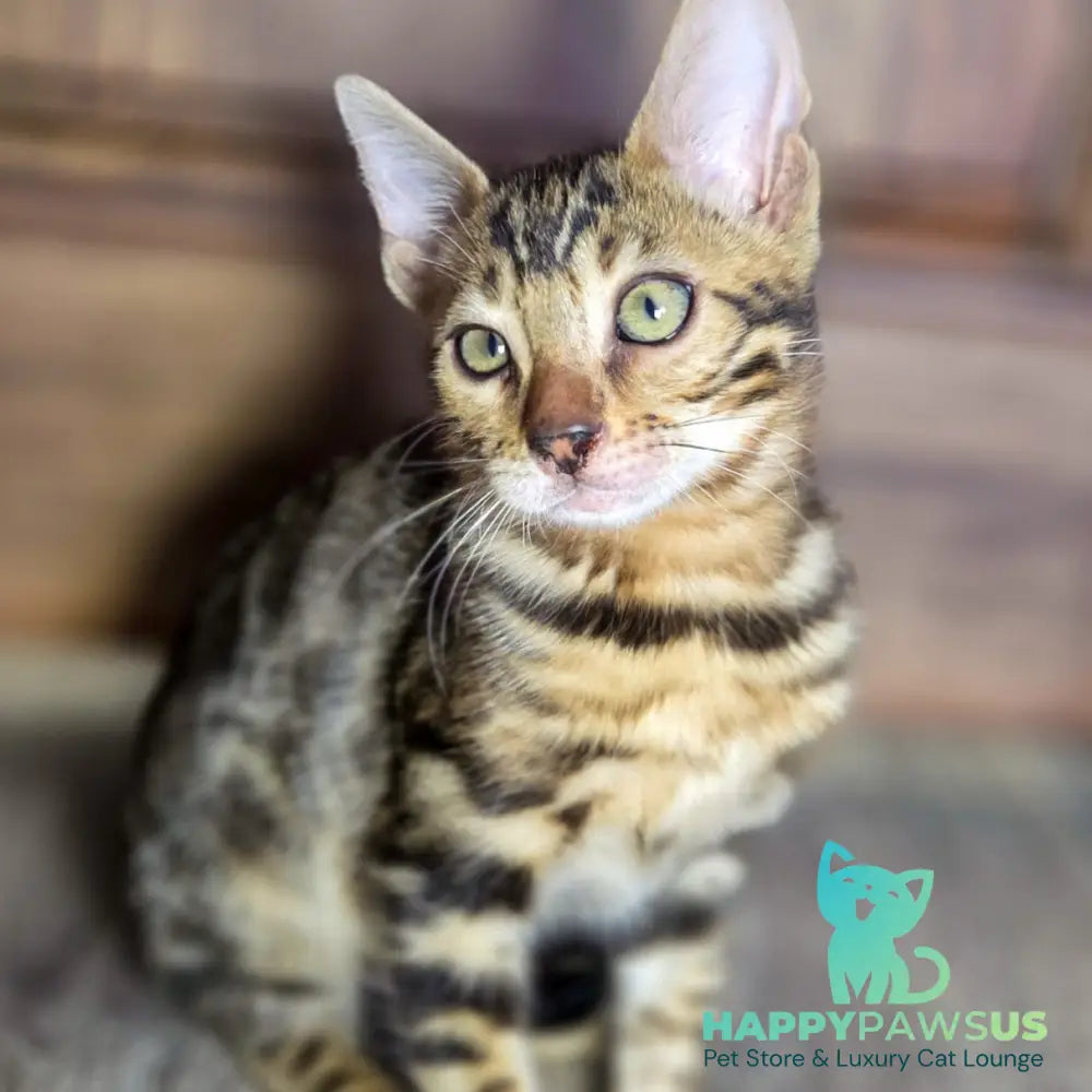 Madison Bengal male black spotted tabby - live animals