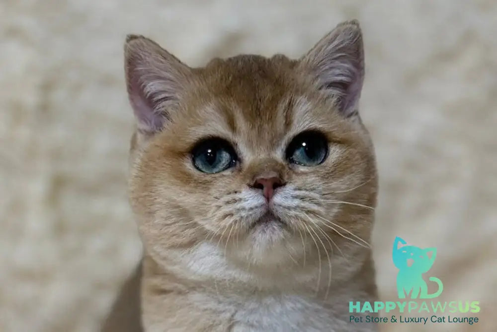 Madlen British Shorthair female black golden shaded live animals
