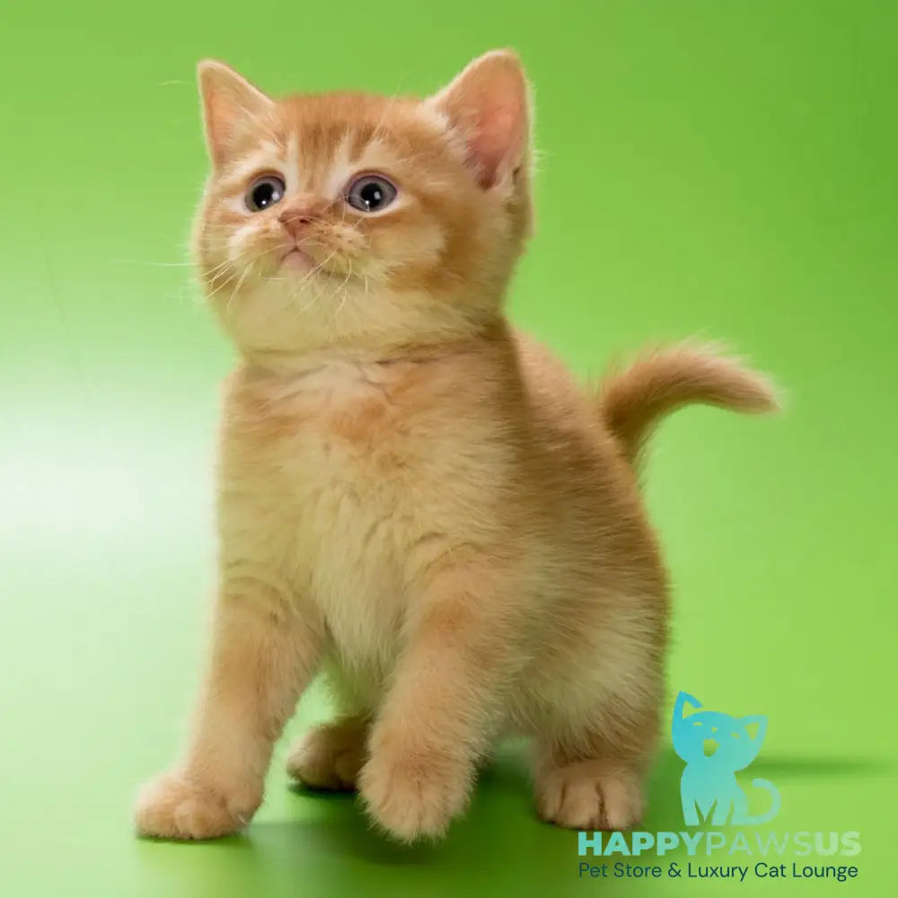 Maestro British Shorthair male red - live animals