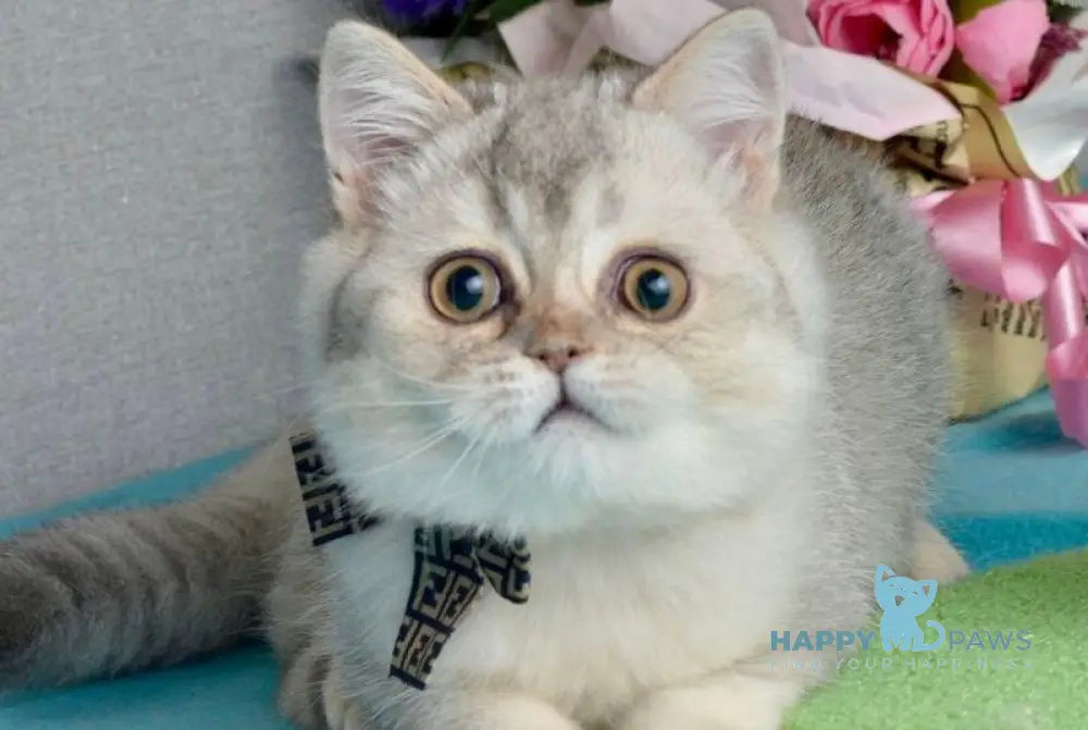 Maffin Scottish Straight male blue silver ticked tabby live animals