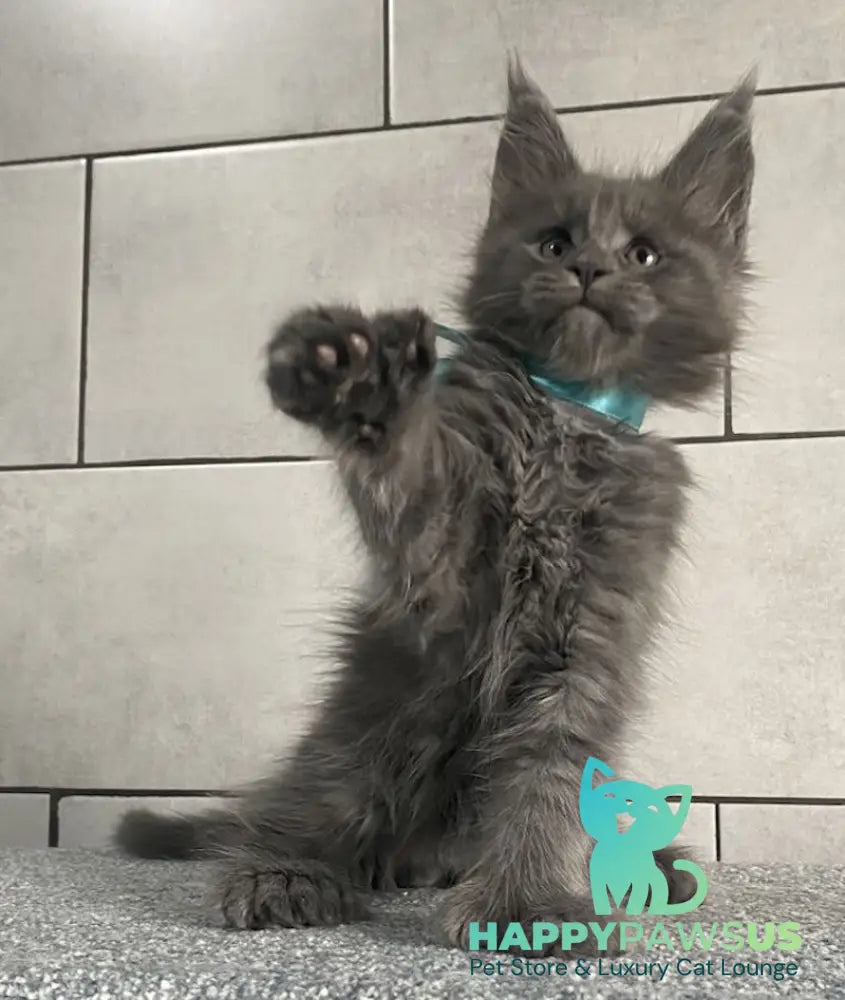Mafia Maine Coon polydactyl male blue live animals
