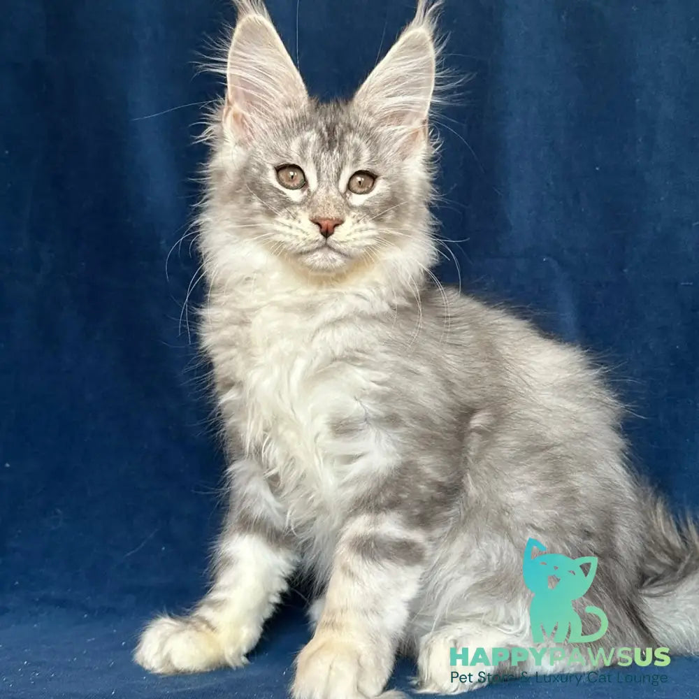 Magic aura Maine Coon female blue silver tabby - live animals