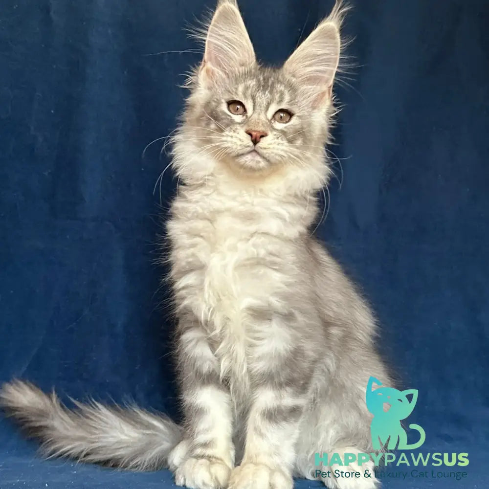 Magic aura Maine Coon female blue silver tabby - live animals