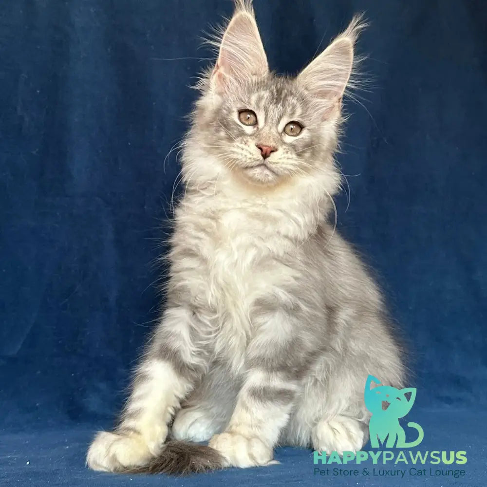 Magic aura Maine Coon female blue silver tabby - live animals