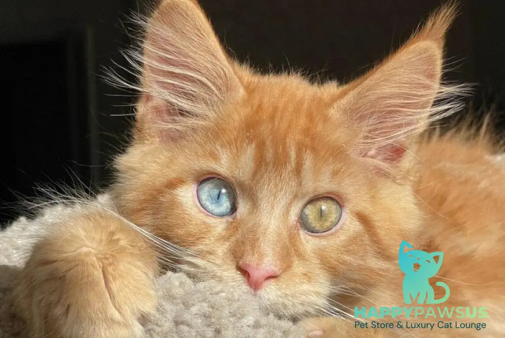 Diamond Maine Coon male red with white - live animals