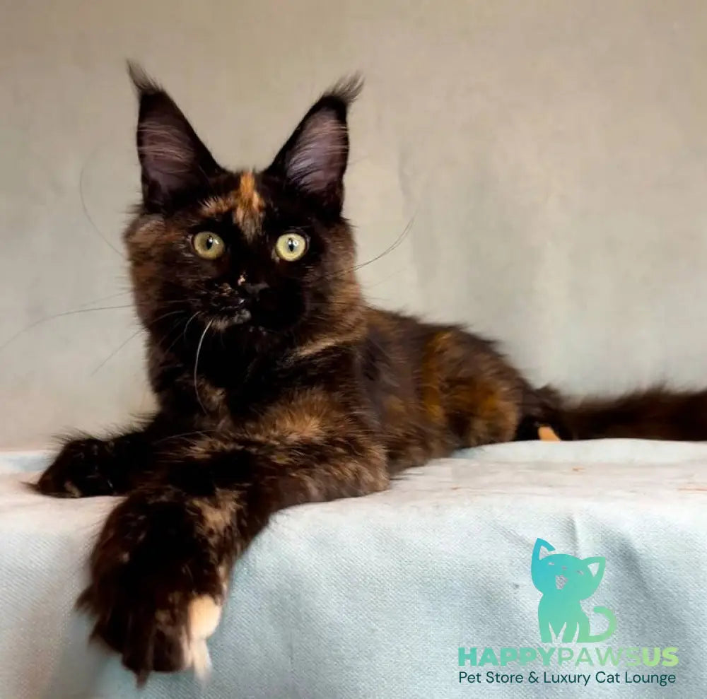 Magic Maine Coon polydactyl female black tortie - live animals