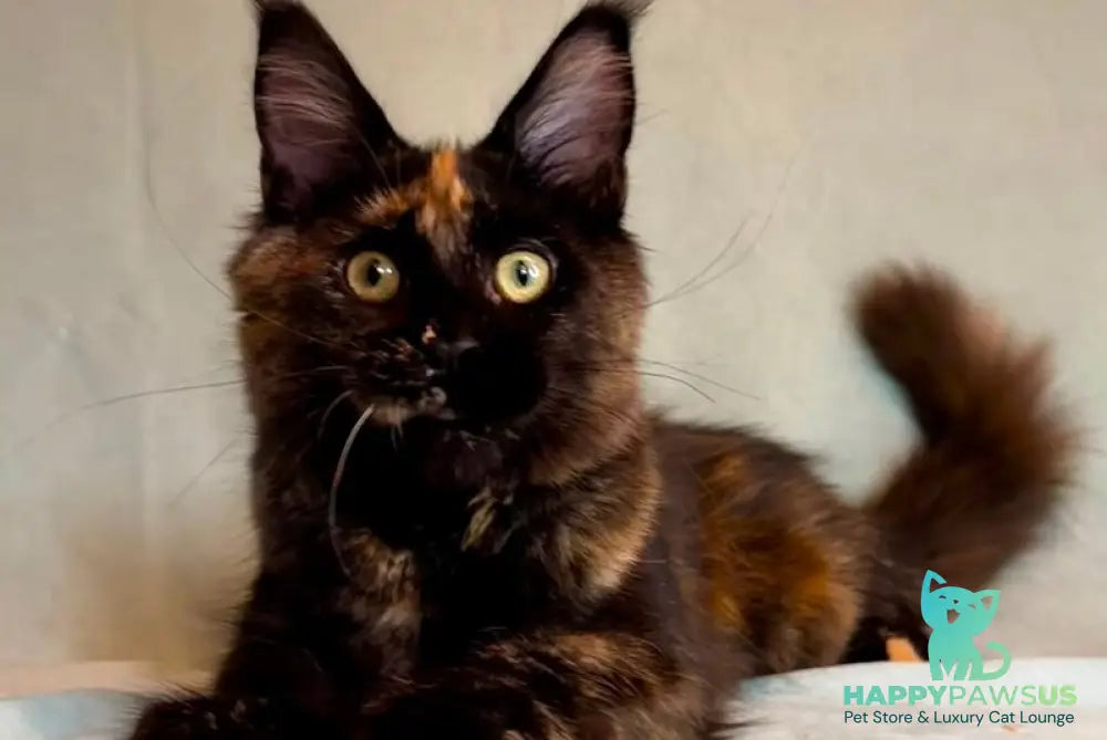 Magic Maine Coon polydactyl female black tortie - live animals