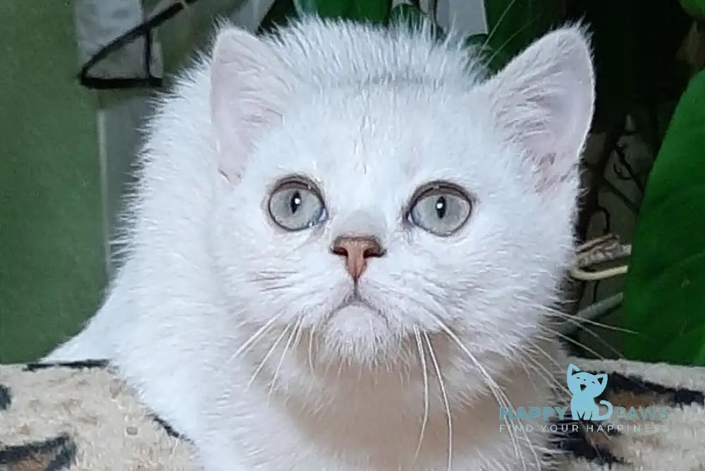 Magik Scottish Straight male black golden chinchilla pointed live animals