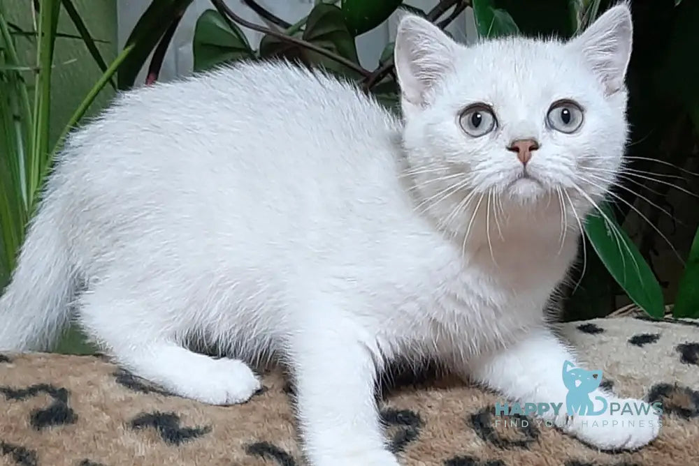 Magik Scottish Straight male black golden chinchilla pointed live animals