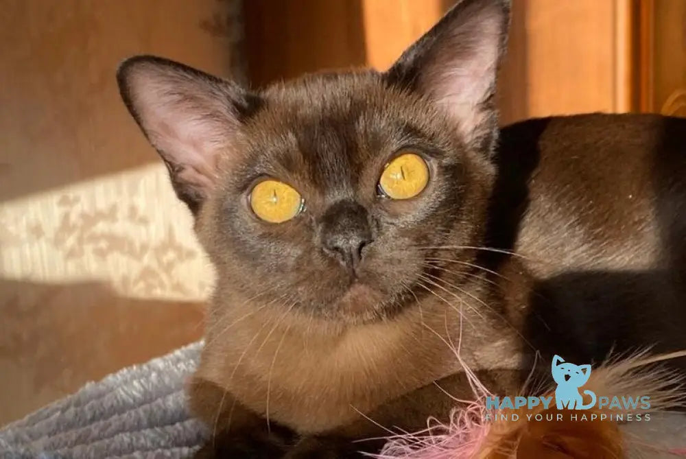 Magnat Burmese male black live animals