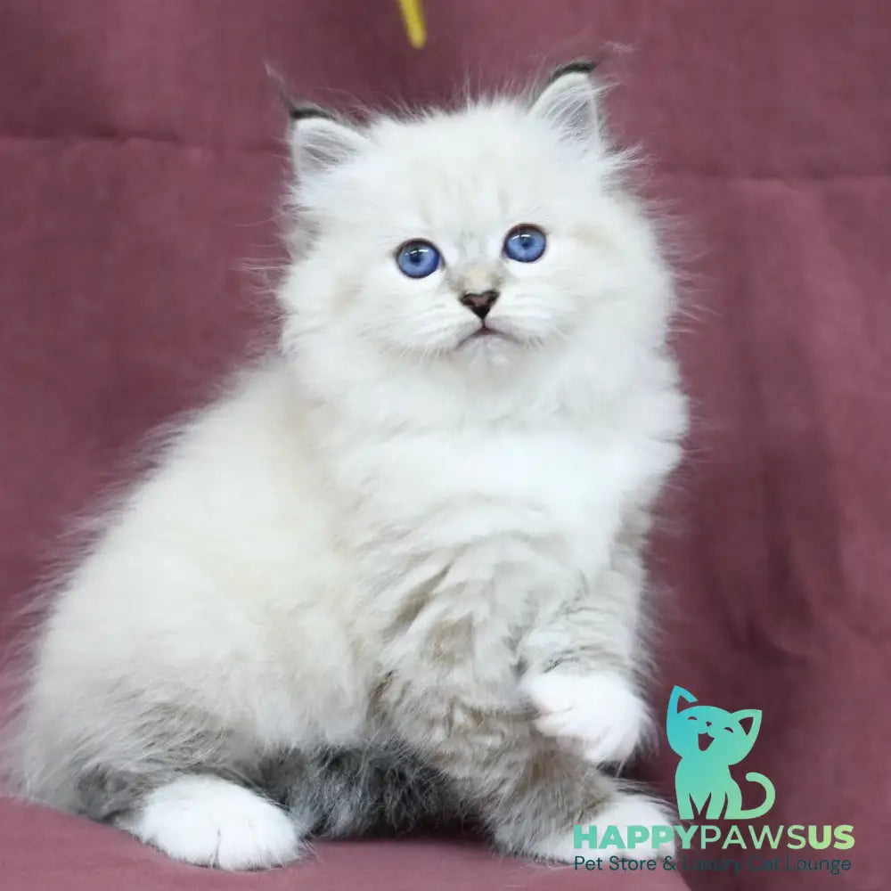 Magnat Siberian male black tabby pointed with white - live animals