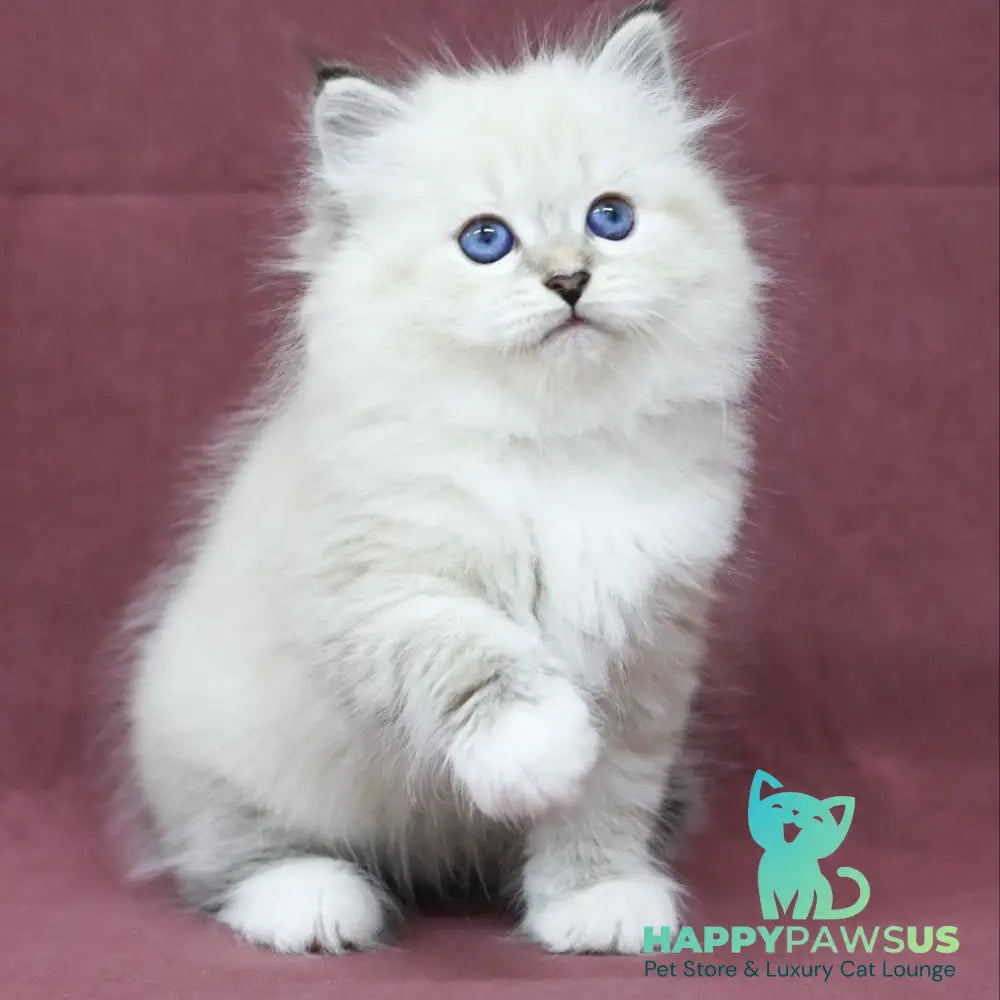 Magnat Siberian male black tabby pointed with white - live animals