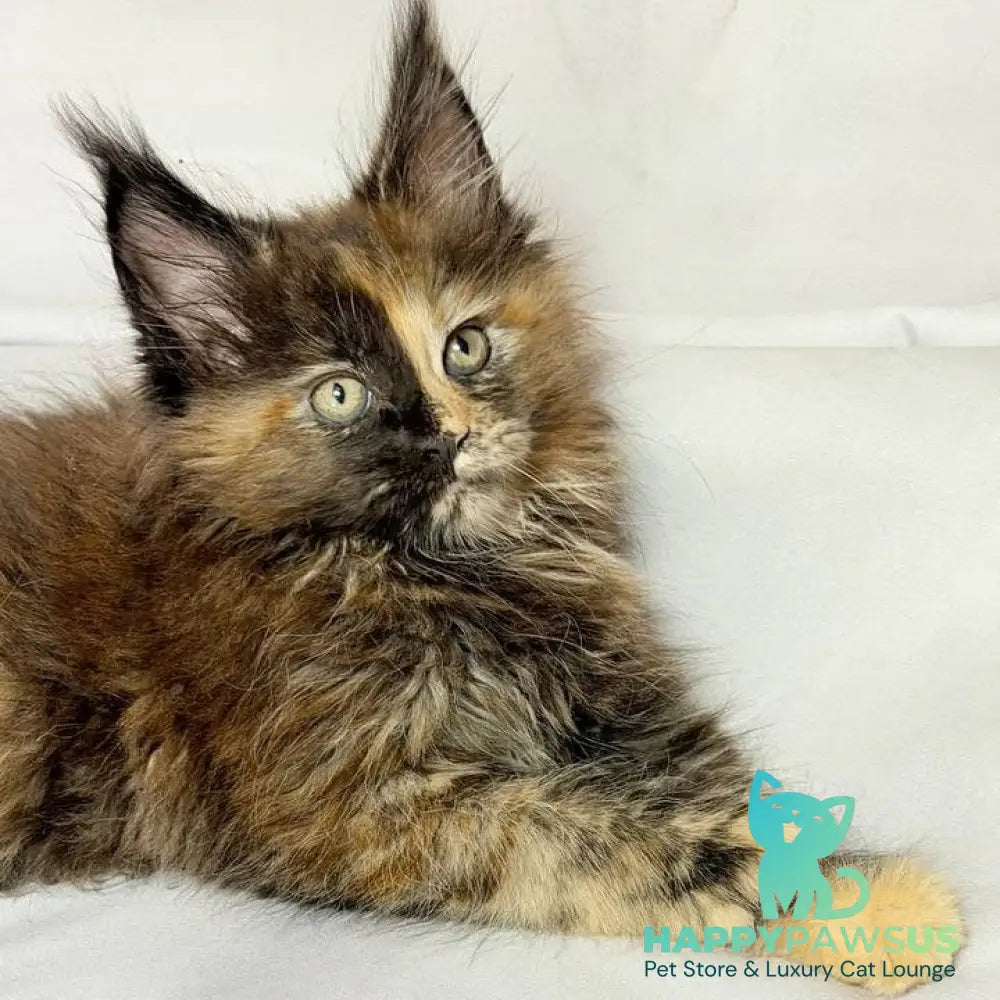 Magnolia Maine Coon female black tortie - live animals