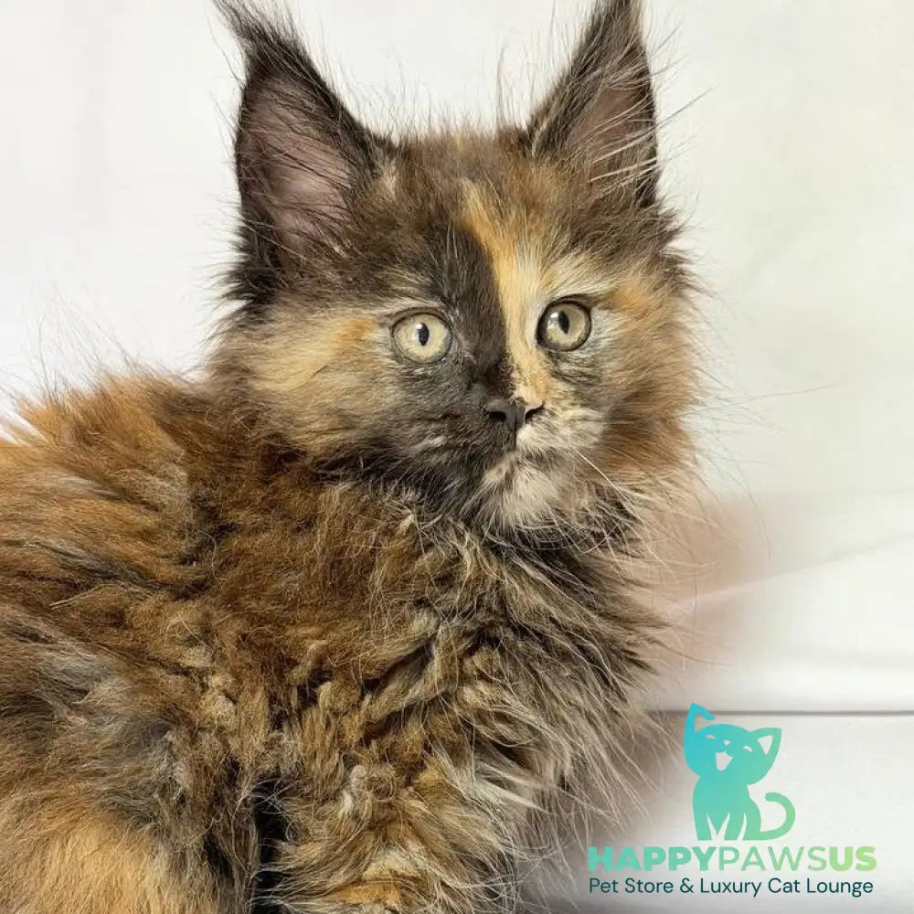 Magnolia Maine Coon female black tortie - live animals