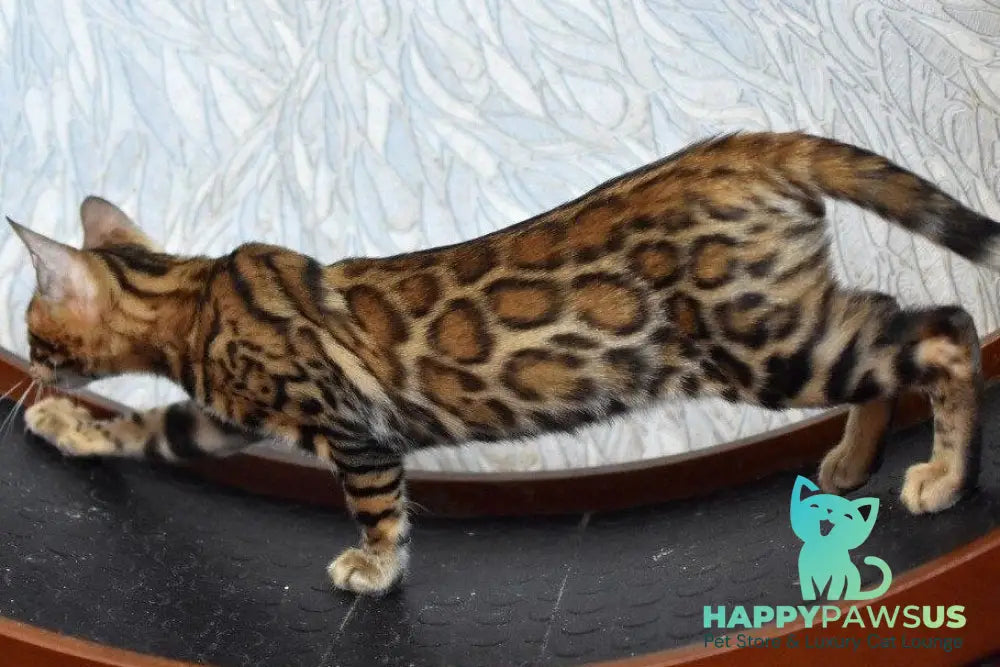 Magnus Bengal male black spotted tabby - live animals