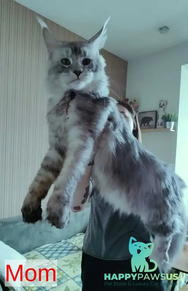 Maik Maine Coon male black - live animals