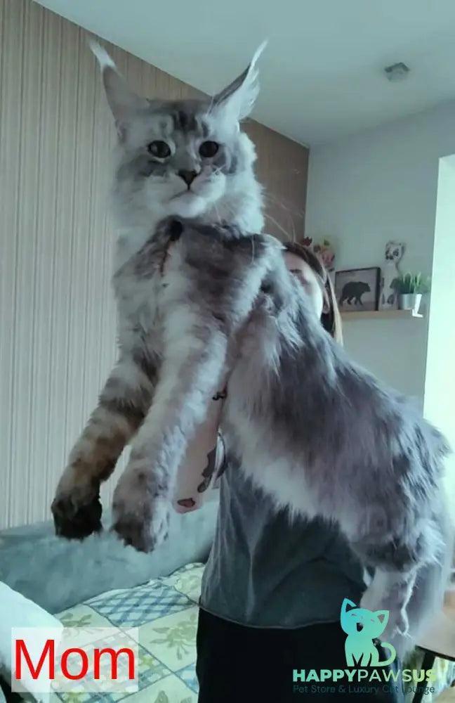 Maik Maine Coon male black - live animals