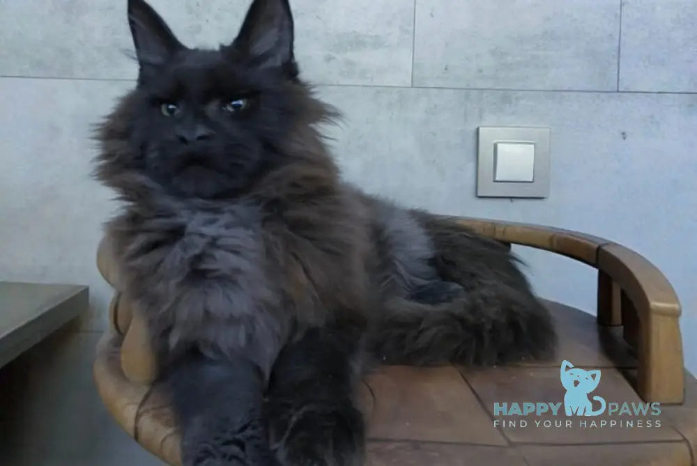 Maik Maine Coon male black - live animals