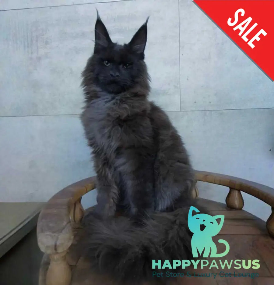 Maik Maine Coon male black - live animals