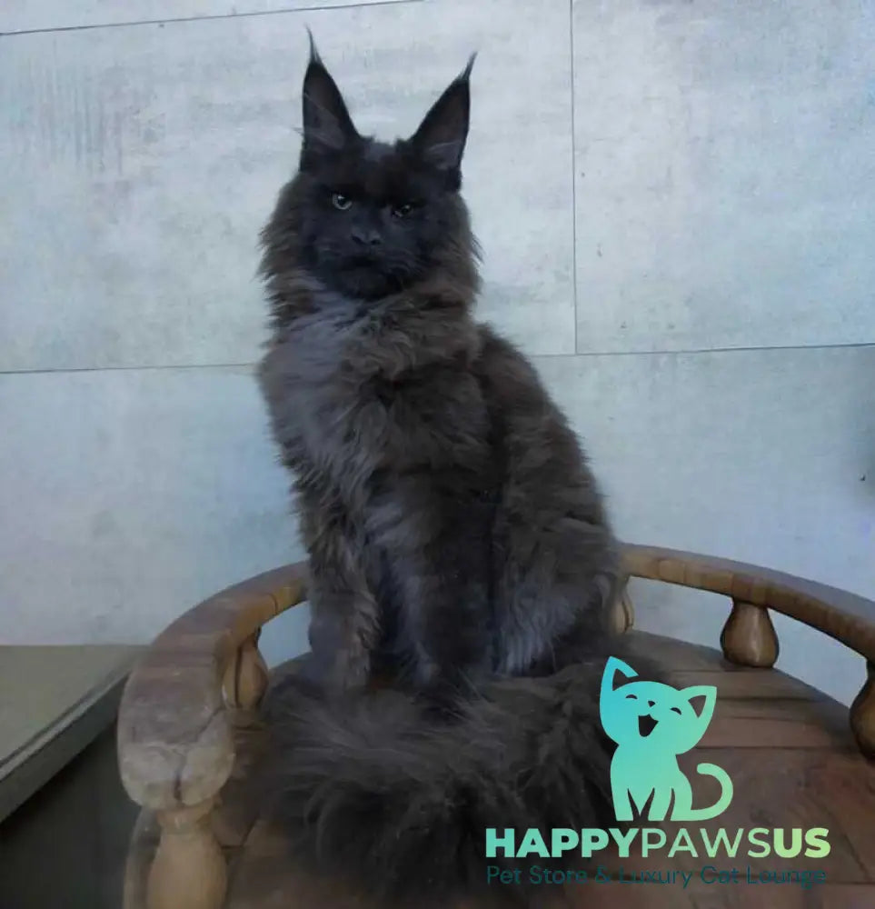 Maik Maine Coon male black - live animals