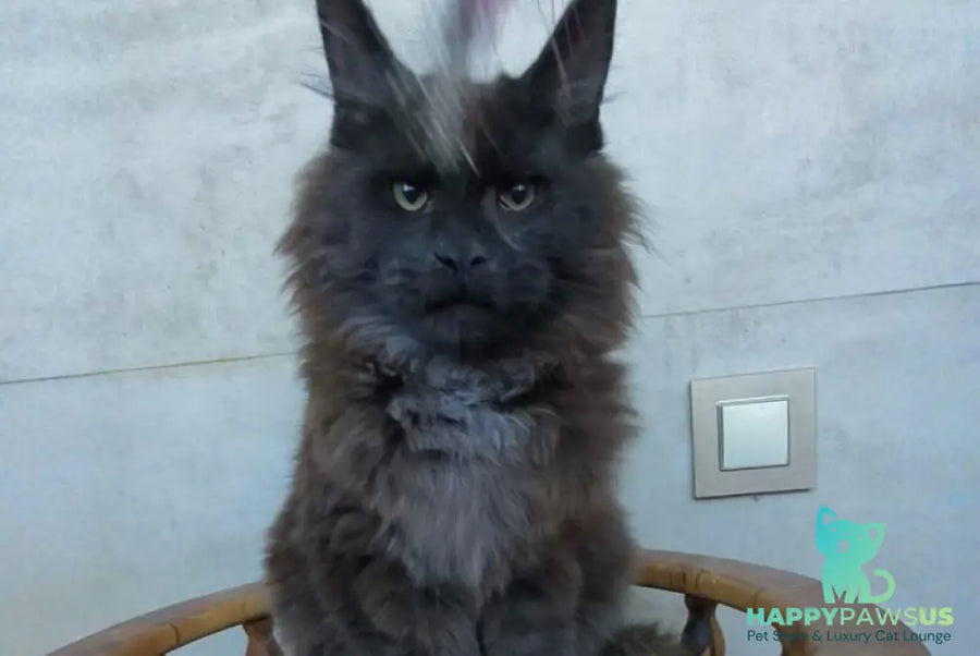 Maik Maine Coon male black - live animals