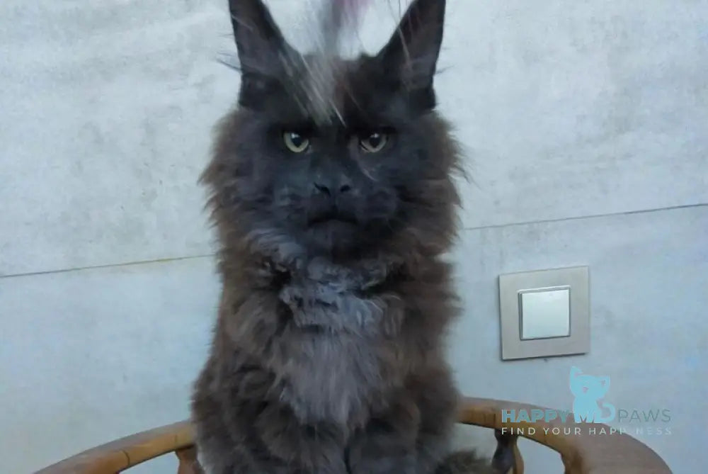Maik Maine Coon male black - live animals