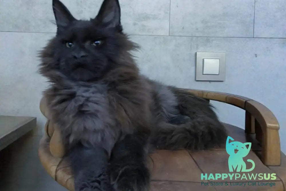 Maik Maine Coon male black - live animals
