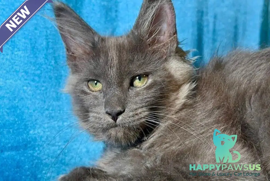 Maikl Maine Coon male black silver - live animals