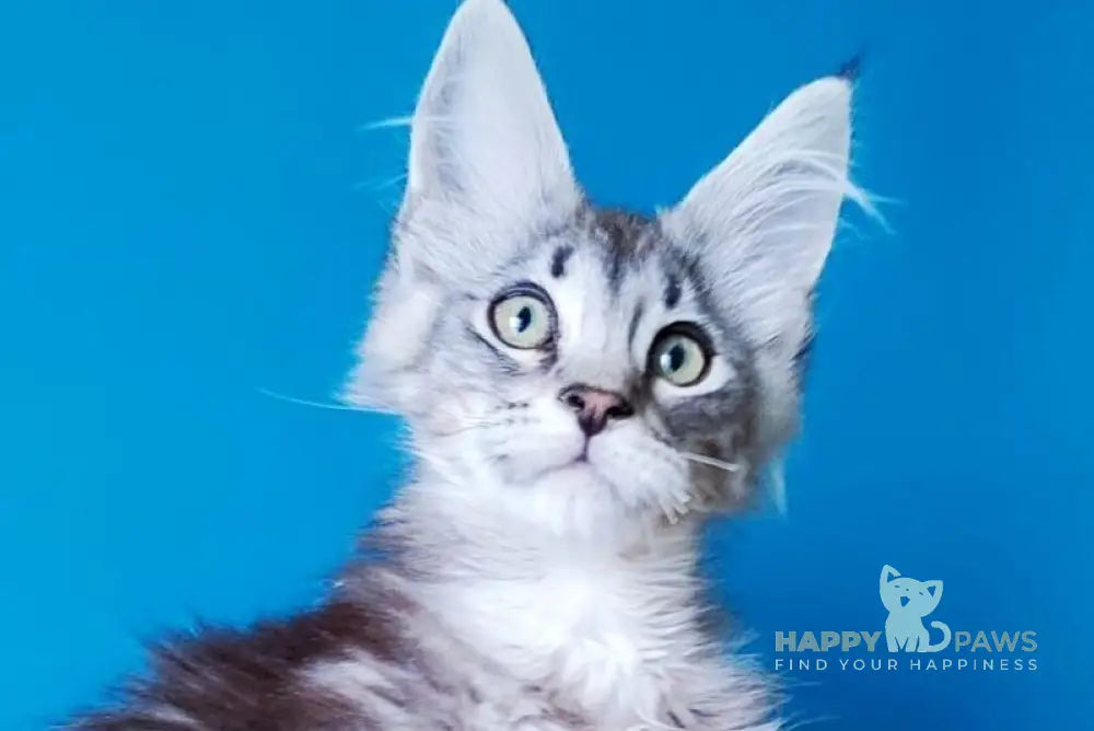 Maison Maine Coon male black silver tabby live animals