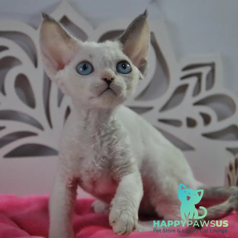 Maja Devon Rex female black tortie bicolour pointed - live animals