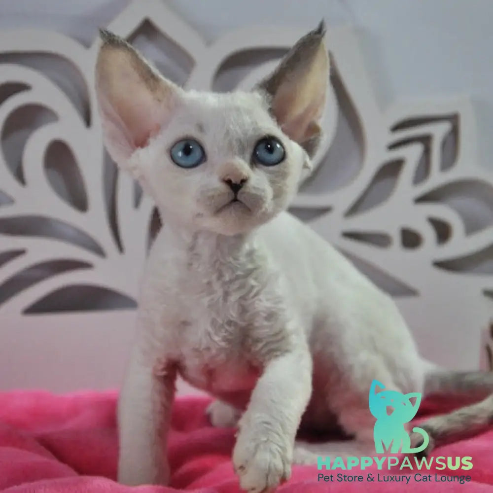 Maja Devon Rex female black tortie bicolour pointed - live animals