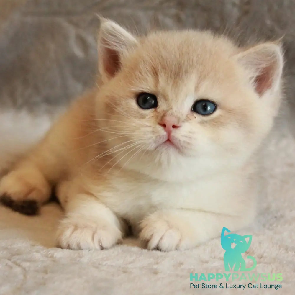 Major British Shorthair male lilac golden chinchilla - live animals