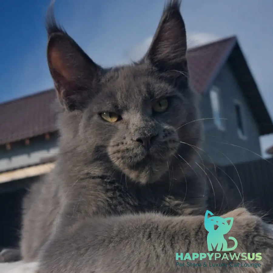 Major Maine Coon male blue - live animals