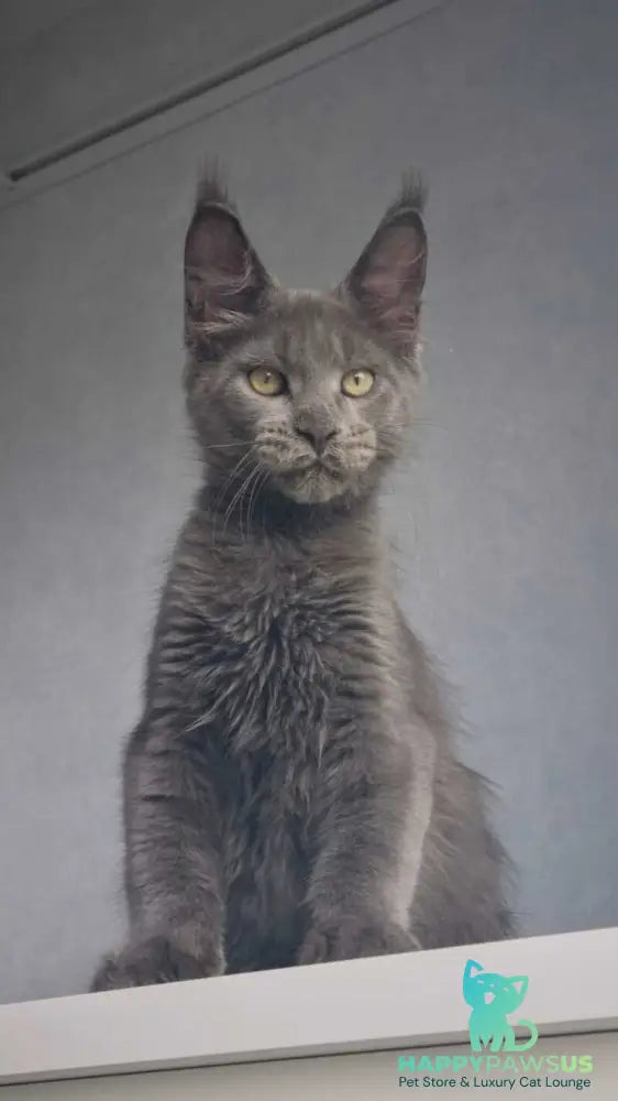 Major Maine Coon male blue - live animals