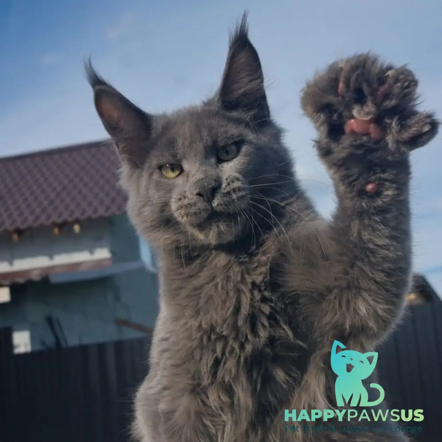 Major Maine Coon male blue - live animals