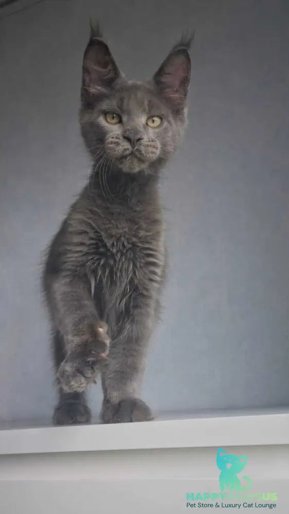 Major Maine Coon male blue - live animals