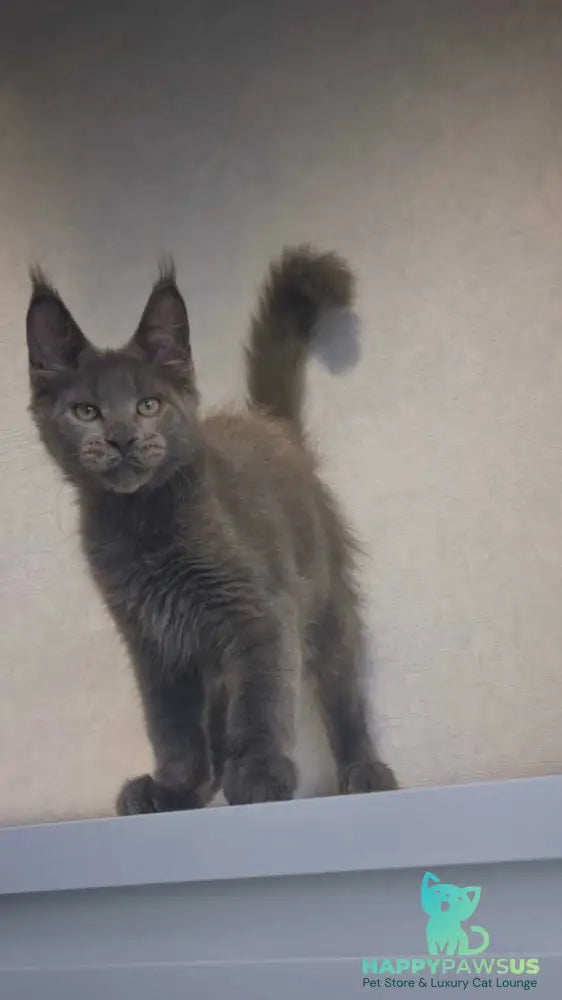 Major Maine Coon male blue - live animals