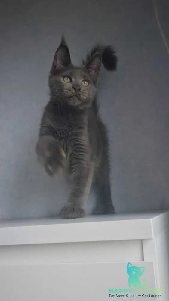 Major Maine Coon male blue - live animals