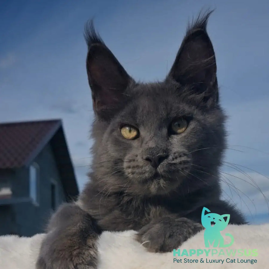 Major Maine Coon male blue - live animals