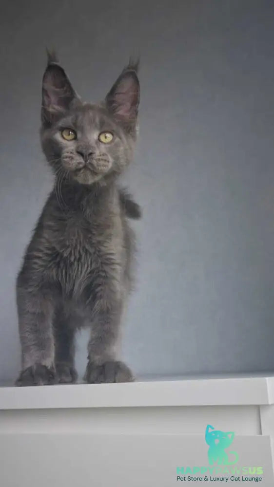 Major Maine Coon male blue - live animals