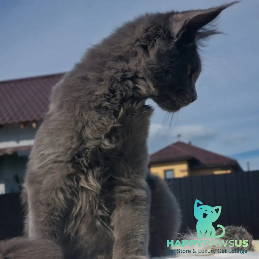 Major Maine Coon male blue - live animals
