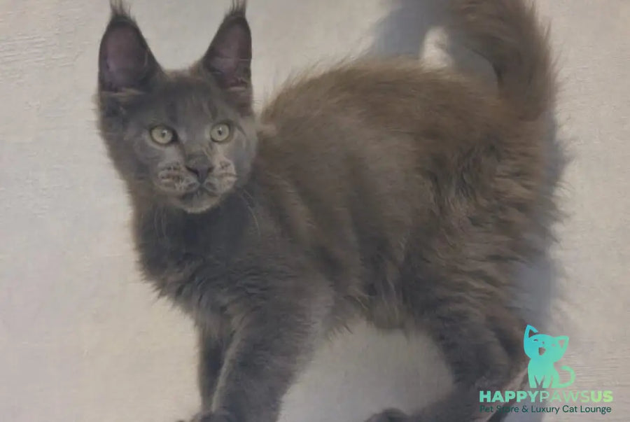 Major Maine Coon male blue - live animals