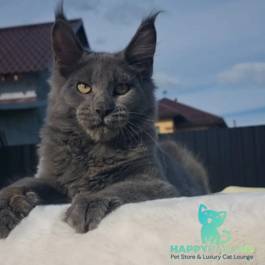 Major Maine Coon male blue - live animals