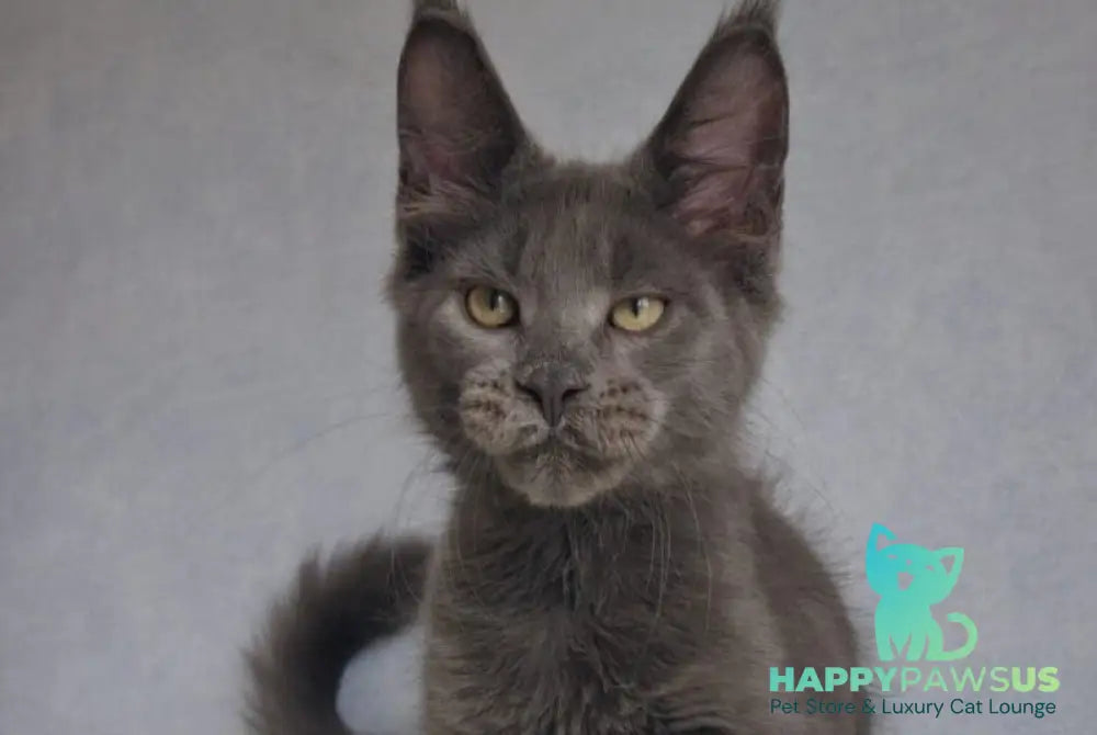 Major Maine Coon male blue - live animals
