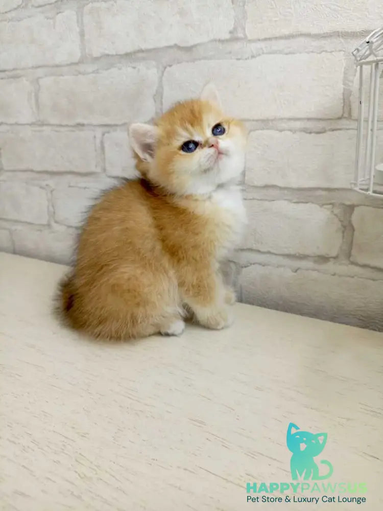 Makar British Shorthair male black golden chinchilla - live animals
