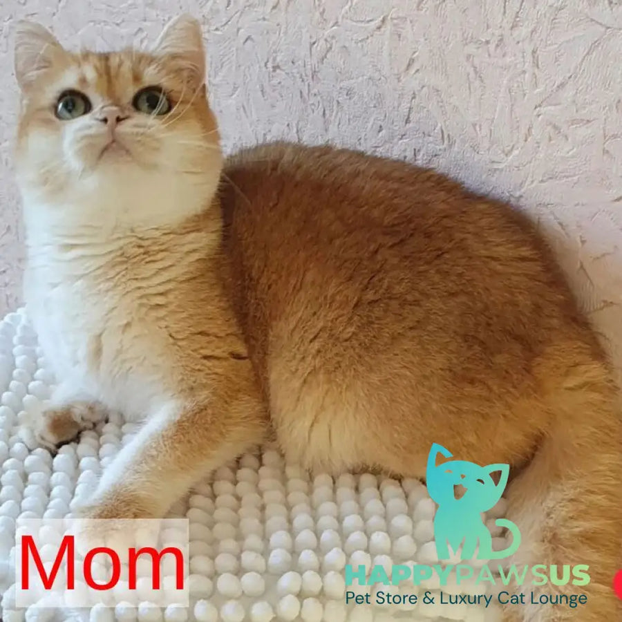 Makar British Shorthair male black golden chinchilla - live animals