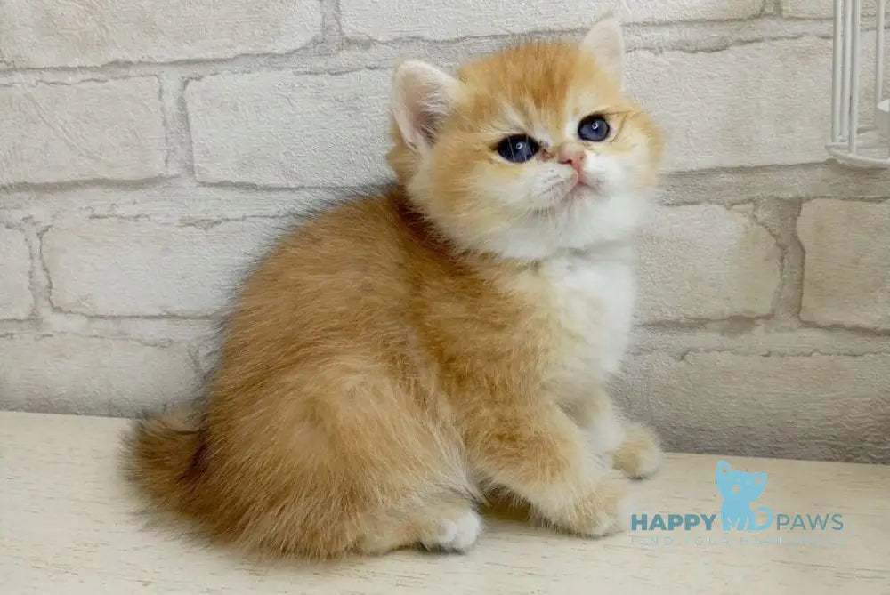 Makar British Shorthair male black golden chinchilla - live animals